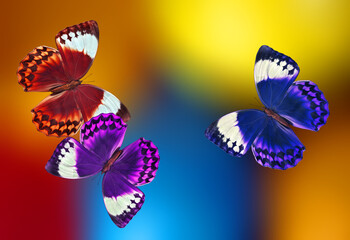 colorful morpho butterflies on a blurred iridescent background. colors of rainbow