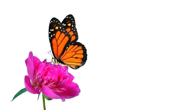 bright orange monarch butterfly on peony flower in water drops isolated on white. copy space