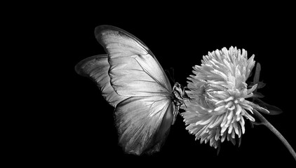 bright tropical morpho butterfly on aster flower in dew drops isolated on black. black and white
