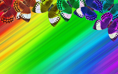 colors of rainbow. colorful tropical morpho butterflies on blurred multicolored background.