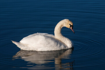 A white majestic swan floats in front of a wave of water. Young swan in the middle of the water. Drops on a wet head.