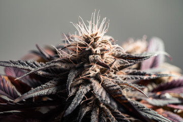 Naklejka na ściany i meble cannabis close-up, plant covered with trichomes, marijuana flower Granddaddy Purple