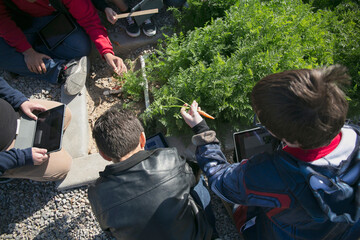Kids bring their tablets on an outdoor practical activity class on carrot planting