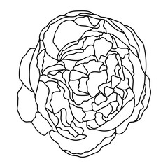 Vector sketch of peony, line art. Black contour, isolated on white.