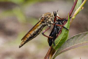 Robber or Assassin Fly with prey