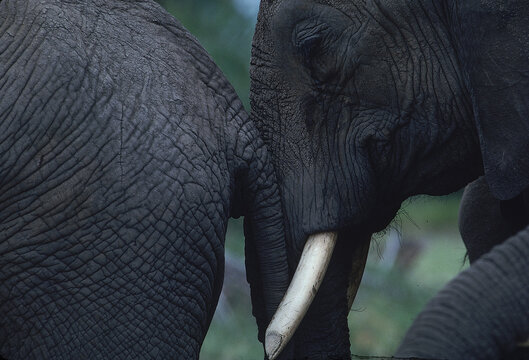 Elephants