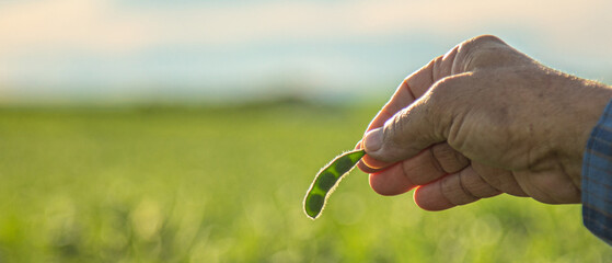 man looking at soybean seed in plantation at sunset