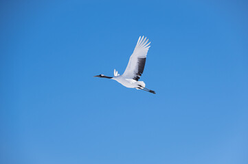 冬の青空を翼を広げて飛ぶタンチョウ。