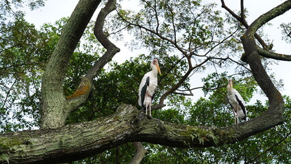 Leptoptilos javanicus|小禿鸛
