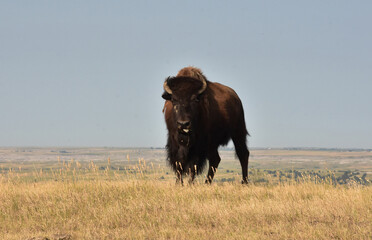Bison With His Tongue Partially Sticking Out © dejavudesigns