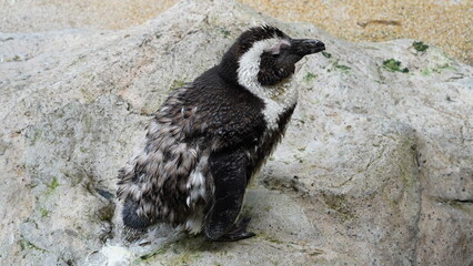 JackassPenguin|AfricanPenguin|Spheniscus demersus|斑嘴環企鵝|南非企鵝