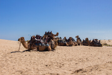 Camels in the Sand Dunes