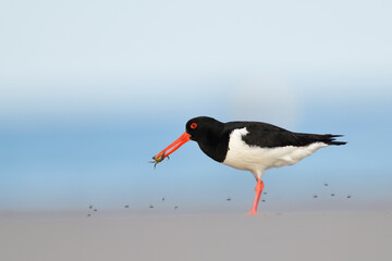 austernfischer Haematopus ostralegus