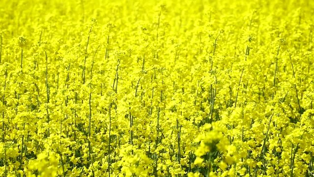 The rapeseed flower.The Sinapis arvensis detail of Diplotaxis flowering rapeseed canola or colza in latin Brassica Napus, plant for green energy and oil industry, rape seed on green grass background