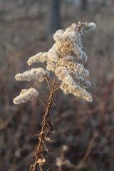 Late goldenrod seed fluff at Miami Woods in winter in Morton Grove, Illinois