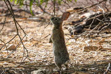 Rabbit looking for food. This photo was taken in Las Vegas. 