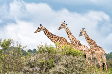 Giraffes in Tanzania