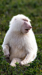Rare white baboon
