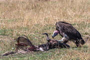 vulture feeding in the serengeti
