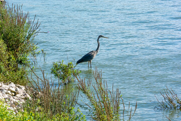 Great Blue Heron Fishing On The River In October