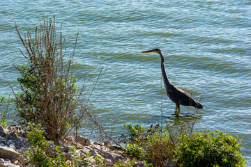 Great Blue Heron Fishing On The River In October