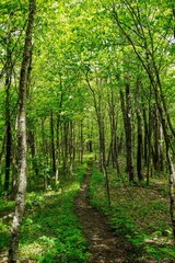 footpath in the forest