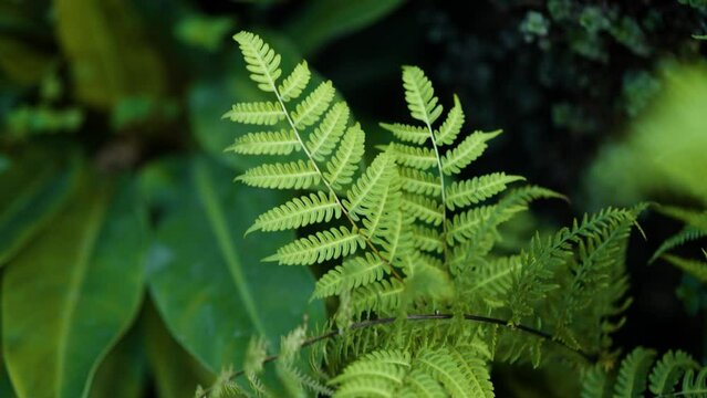 Nonflowering Plant known as Fern Growth Healthy and Fresh at Garden