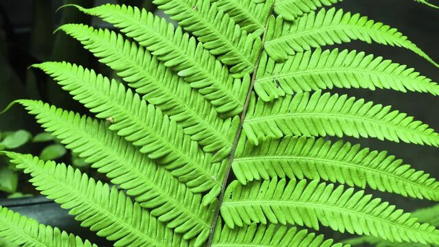 Nonflowering Plant known as Fern Growth Healthy and Fresh at Garden