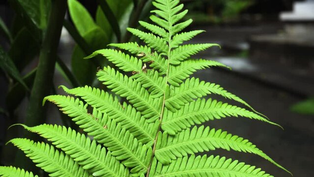 Nonflowering Plant known as Fern Growth Healthy and Fresh at Garden