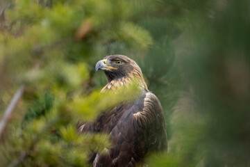 eagle