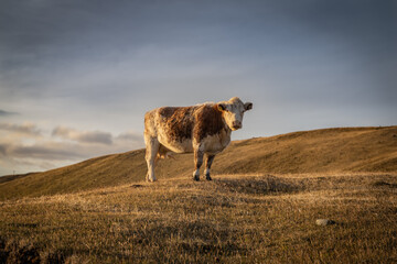 cow on a hill looking at me