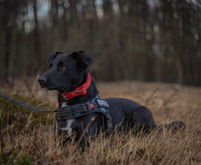 attentive black dog looking to the side