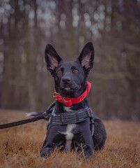 attentive black dog with both ears up