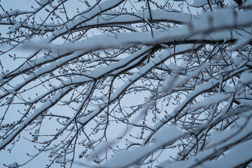 snow covered branches