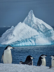 penguins in antarctica with ice in the background