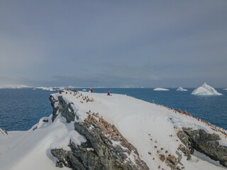 Penguins at Punta del Cerro Antartica