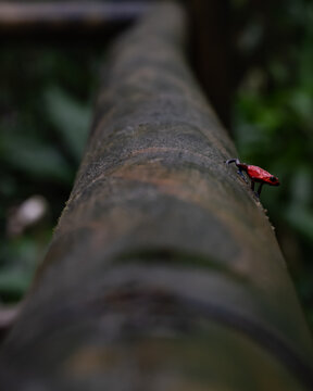 Tiny blue jean poison dart frog leaping around the damp rainforest in Tortuguero National Park 
