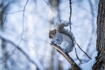 squirrel on a tree
