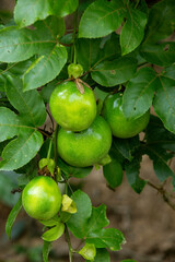 Immature passion fruit, growing in the plant wrapped around the fence. Brazil