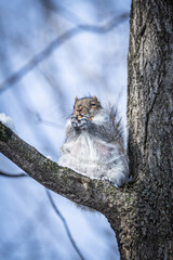 squirrel on tree