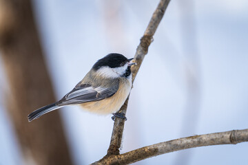 Obraz premium black tit