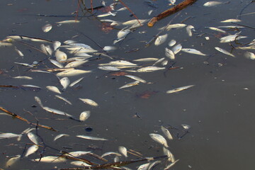 Killed fish from the toxic water