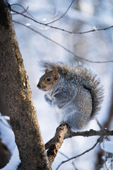 squirrel on tree