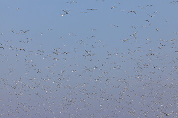 Flock of gull birds scattering