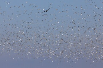 Scattering flock of seagull birds