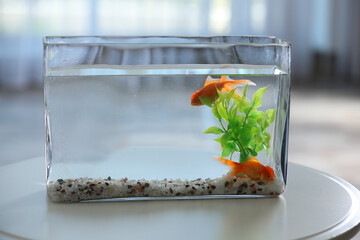 Beautiful bright goldfish in aquarium on table at home