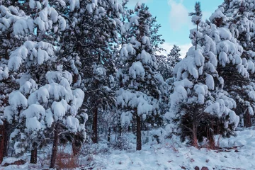 Badkamer foto achterwand Winter forest © Galyna Andrushko