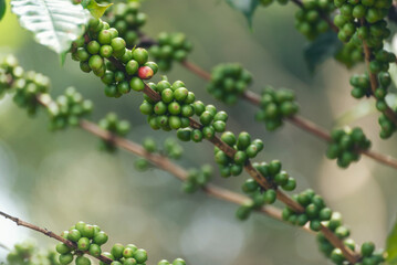 Green coffee bean berry plant fresh raw seed coffee tree growth in eco organic farm. Close up Green seed berries harvest arabica coffee garden. Fresh coffee bean green leaf bush ecology berry plant