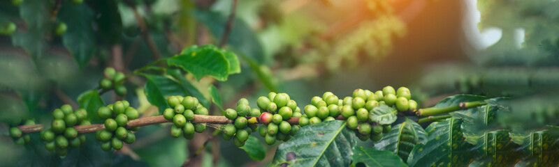 Banner Green coffee bean berry plant with sunlight. Panorama Fresh raw seed coffee tree growth in eco organic farm morning time. Close up Green seed berries arabica coffee garden with copy space - obrazy, fototapety, plakaty