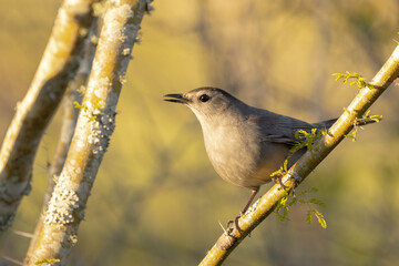 Fototapeta premium A grey catbird (Dumetella carolinensis) a shy bird species related to the mockingbird, in the evening light in Sarasota, Florida